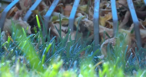 A person using a rake cleaning the leaves on a lawn during fall autumn. Vidéo 140239000