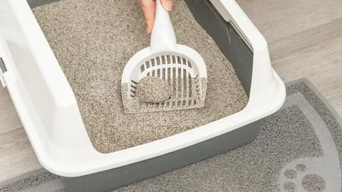 Person using a scoop to clean multi-cat litter box with gray sand and a paw Stock Photos