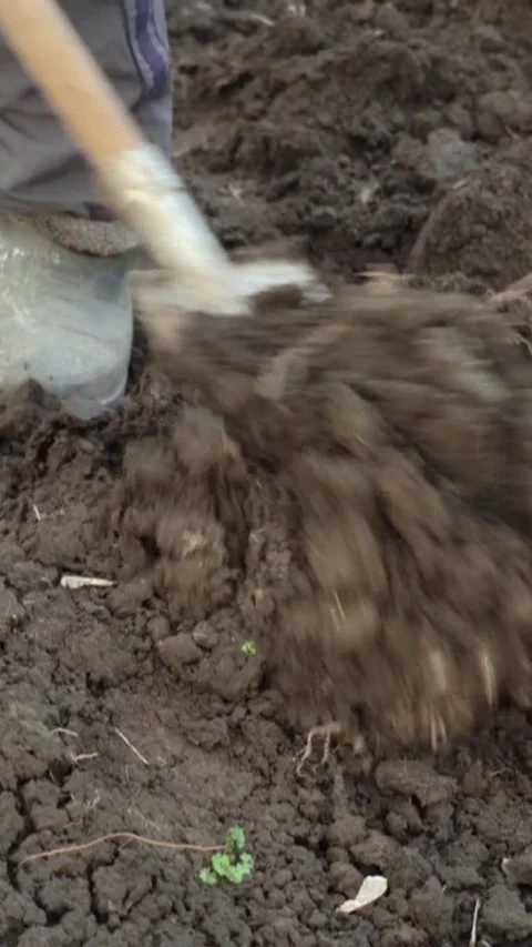 Person using a shovel to dig in rich brown soil, showcasing the continuous Stock Footage 338016034