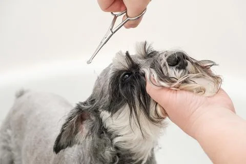 A person using small scissors to trim the facial hair of a miniature schnauze Stock-Fotos