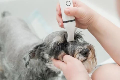 A person using a small white trimmer to groom the face and eyebrows of a mini 스톡 사진