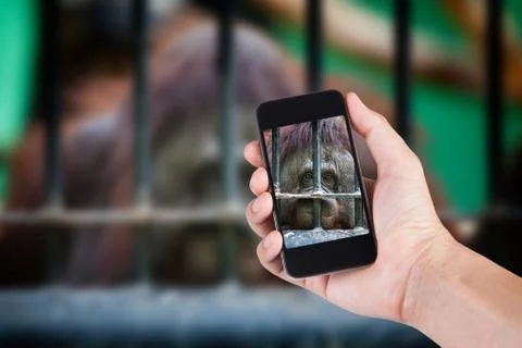 Person using smartphone white screen holder on hand with blurry background or Stock Photos