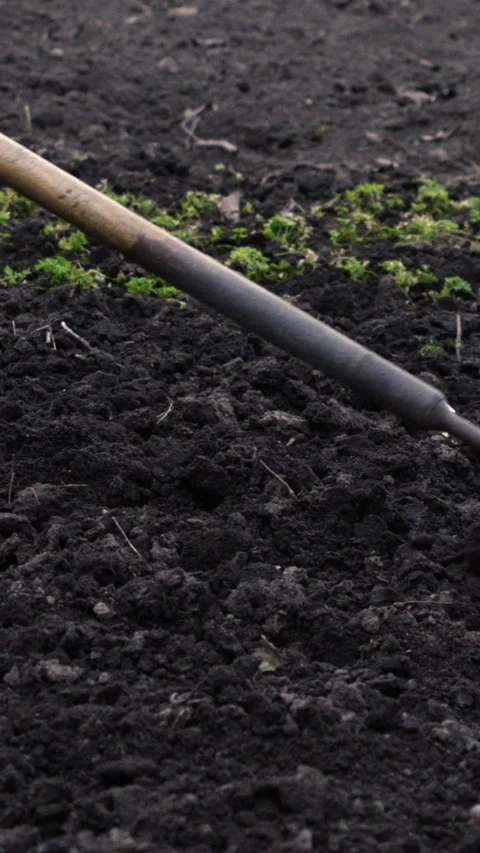 A person using a steel hoe to weed a garden patch with dark fertile soil, Stock Footage 339790539