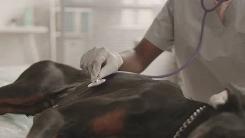 Person Using Stethoscope on Ill Dog Stock Footage 156074758