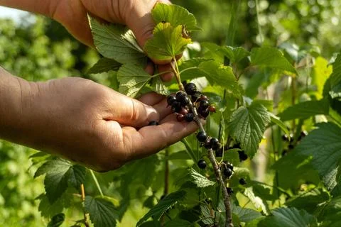 A person is using their hands to pick ripe blackcurrants from a green plant.. Stock Photos