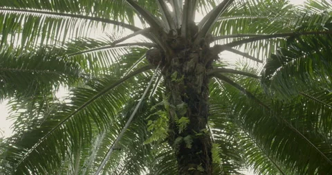 Person using tool to get oil palm fruit, Indonesia Stock-Footage 141432287