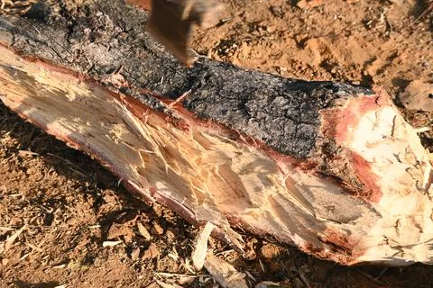 A person using a traditional hand axe to hew a rough wooden log resting. Stock Photos