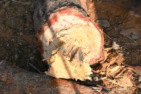 A person using a traditional hand axe to hew a rough wooden log resting. Stock Photos