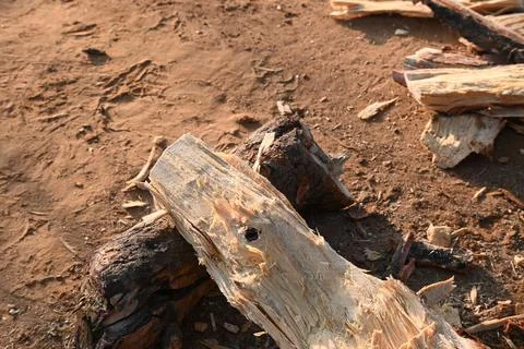 A person using a traditional hand axe to hew a rough wooden log resting. Stock Photos