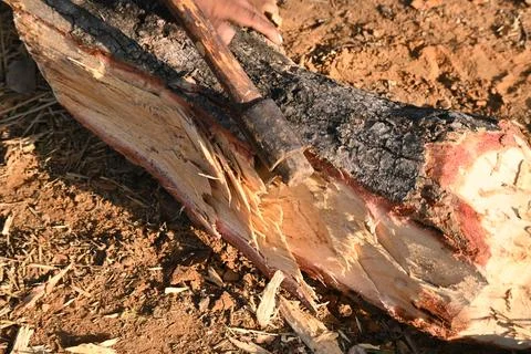 A person using a traditional hand axe to hew a rough wooden log resting. Stock Photos