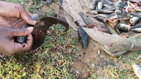 A person is using a traditional iron tool to cut fish by hand. Vídeos de archivo 338187468
