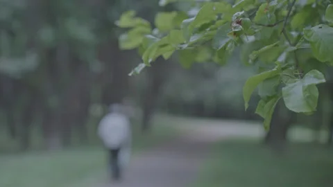 Person visitor walks on pathway surrounded by trees Stock Footage 257354794