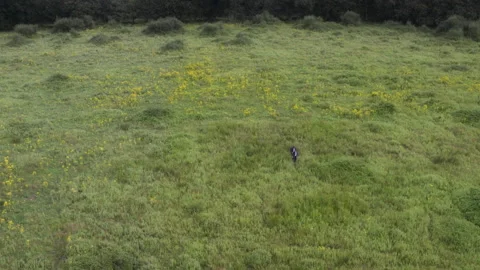 Person walking alone in a large green meadow Stock Footage 328350146