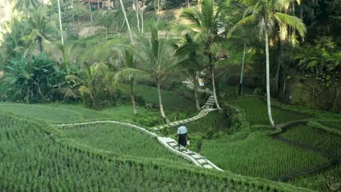 Person walking along a stone path through lush green Balinese rice paddies. Stock Footage 302302260