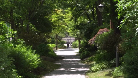 Person walking along a tree-covered path Vídeos de archivo 335388213