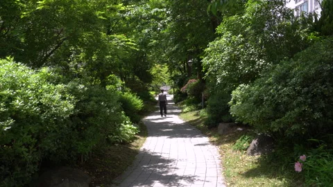 Person walking along a tree-covered path Stock Footage 335388247