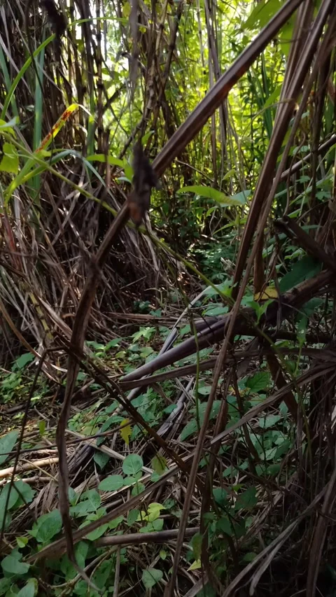 Person walking and entering through dense bushes 库存影片 334694571