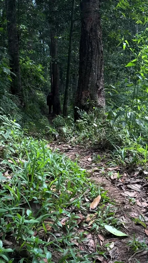 Person Walking Away on Forest Path in Lush Tropical Jungle, Vertical Shot Stock Footage 324070582
