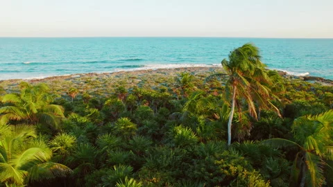 Person walking on beach with palm forest and blue ocean horizon in Akumal Mexico Stock Footage 344213643