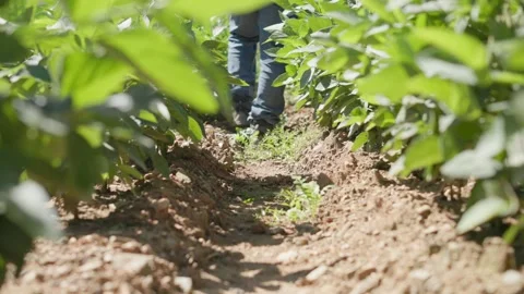 Person walking between rows of soybean plants Vídeos de archivo 344953812