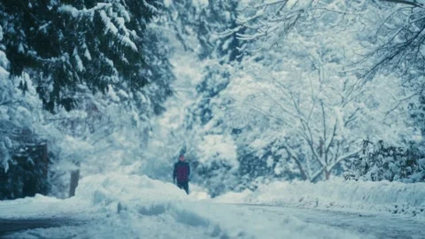 Person walking cleaned path through winter snow covered evergreen pine trees Stock Footage 293148657