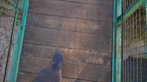 Person walking on a dangerous and broken wooden suspension bridge Vídeos de archivo 339098285