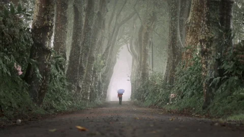 Person walking into the distance on a path lined by towering trees Stock Footage 230286318