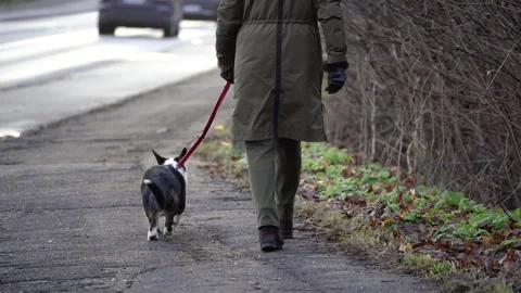 Person walking dog along path near road in urban environment. Video stock 334011243