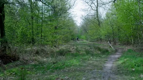 Person walking with a dog on a path in a lush green forest 스톡 동영상 336594516