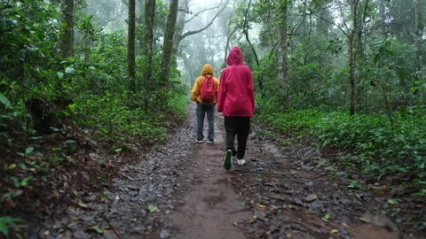 A person is walking down a path in a forest Stock Footage 280980968