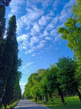 A person walking down a path lined with trees in a park Stock Photos