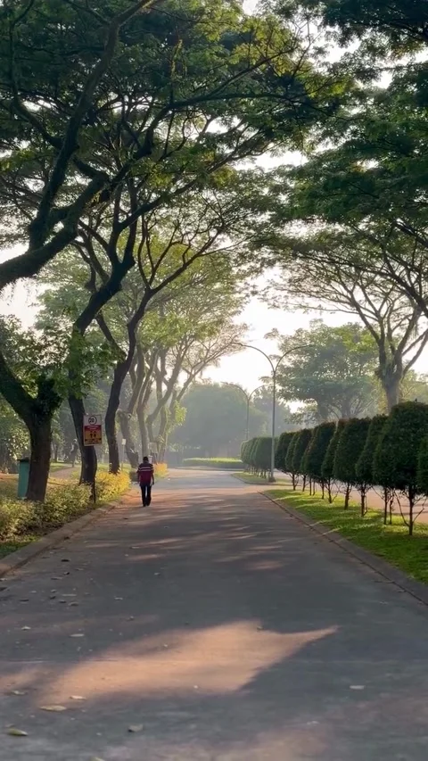 Person Walking Down Tree-Lined Park Pathway Видео 339881837