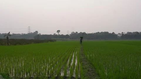 Person Walking Vidéo 333916416