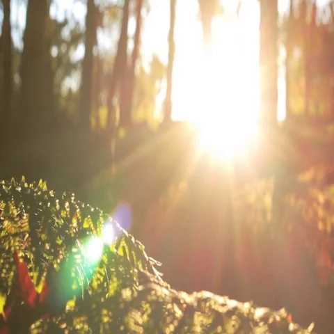 Person walking in the forest while the sun break through the trees Video stock 69649434