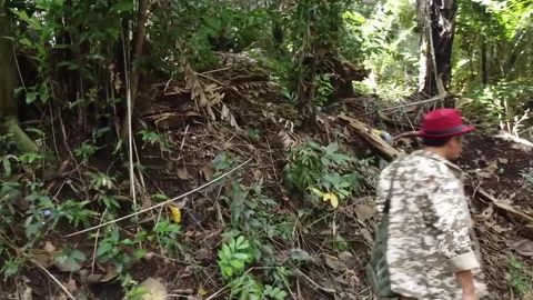 Person Walking in a Lush Forest Stock-Footage 280062136