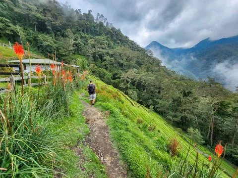 Person walking mountain path through cocora valley landscape Stock Photos