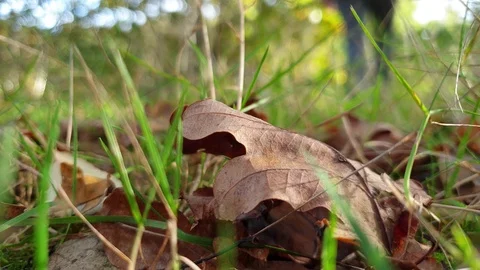 A person walking past a fallen leaf in the grass in a forest. Stock Footage 124285429