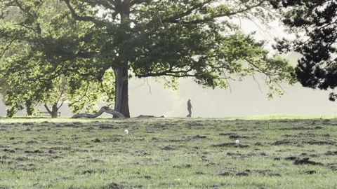 Person walking past large tree in misty park Vidéo 335541261
