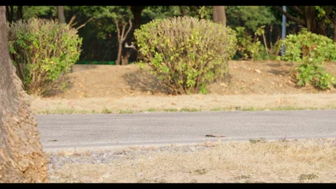 Person Walking on Path in Park for Mindfulness Background Use Stock Footage 327796013