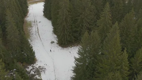 Person Walking  in a Pine Tree Forest during Winter Stock Footage 158803894