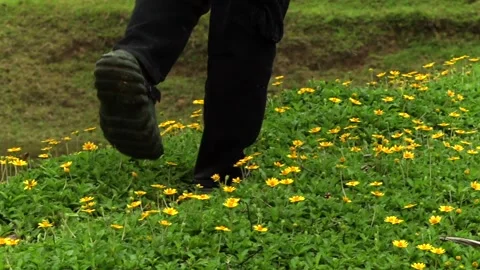 Person walking through blooming yellow wildflowers 库存影片 337928898