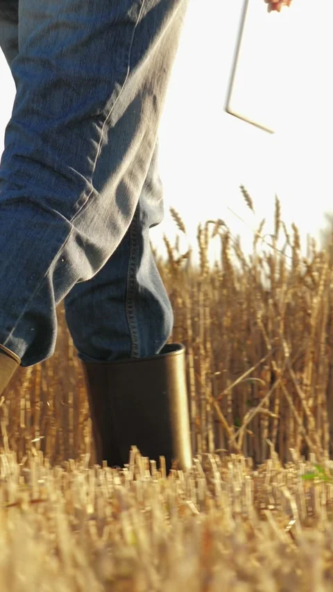 Person walking through field wheat. person wearing boots jeans, farmer using Stock Footage 296707157