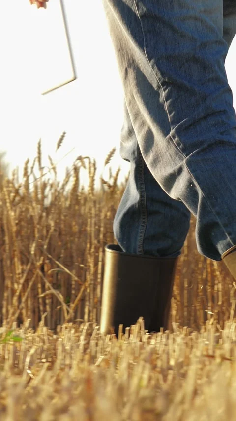 Person walking through field wheat. person wearing boots jeans, farmer using Stock Footage 297936768