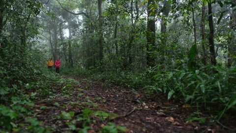 A person is walking through a forest with a backpack Stock Footage 281077808