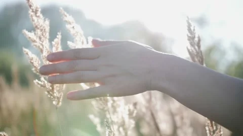 Person walking through the meadow in thick high grass. Close up of hand touches Stock Footage 138528848