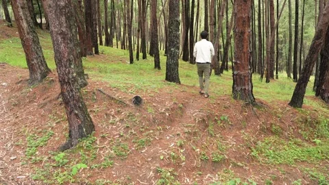 Person Walking Through Pine Forest Path - Serene Nature Journey Stock-Footage 312484766