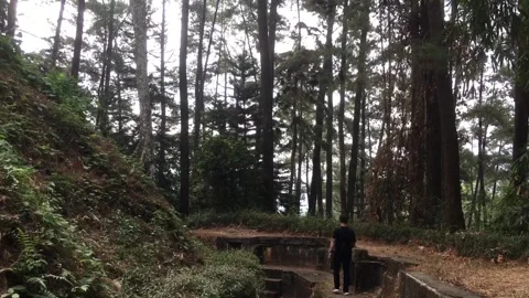 Person Walking Through Pine Forest Trail at Gunung Kunci, Sumedang, Indonesia. Видео 344054598