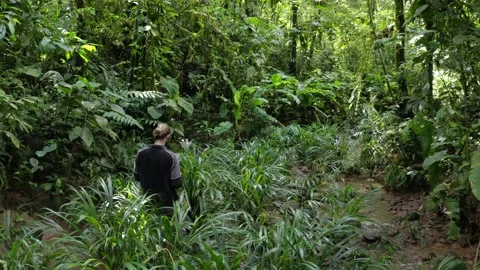A person walking through a small stream in a tropical forest Stock Footage 160311904