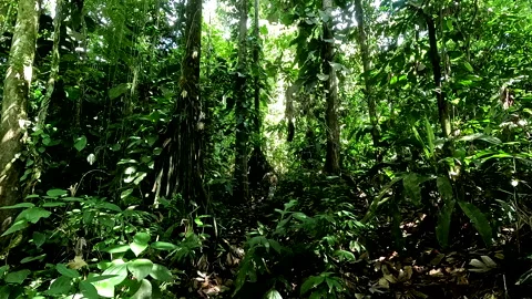 Person walking through a tropical forest among large tall trees 库存影片 336925565