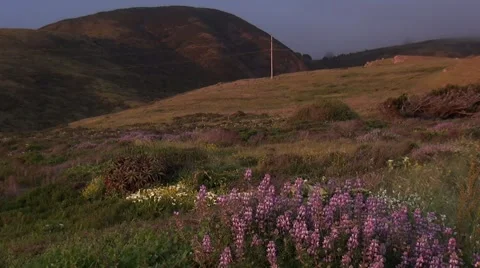 Person Walking a Trail Stock Footage 51024658
